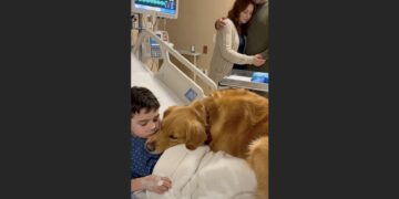 Matthew Barely Moved in His Hospital Bed — Then His Golden Retriever Came to Sit Beside Him