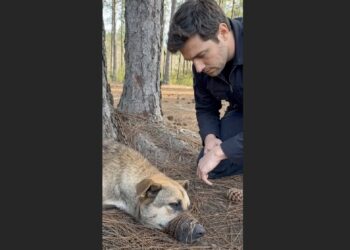 The Officer Found Him Barely Alive in the Woods — Someone Had Made Sure No One Would Hear Him