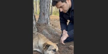 The Officer Found Him Barely Alive in the Woods — Someone Had Made Sure No One Would Hear Him