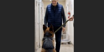 The Retired K9 Had Grown Quiet at the Shelter — Then an Older Man Appeared at the End of the Hall