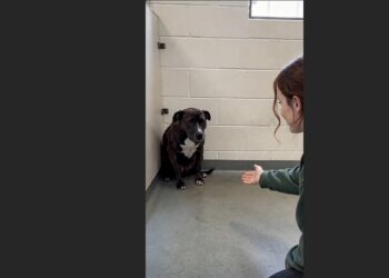 Claire Went to the Shelter to Donate Old Towels — Then a Frightened Dog in the Last Kennel Kept Watching Her