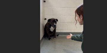 Claire Went to the Shelter to Donate Old Towels — Then a Frightened Dog in the Last Kennel Kept Watching Her