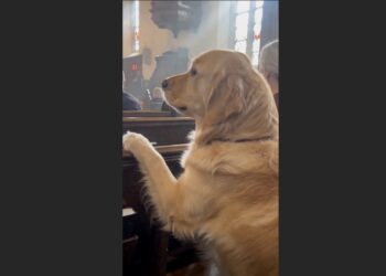Margaret Hadn’t Sat in Their Church Pew Since Her Husband Died — Then Henry Walked Straight to His Seat