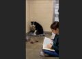 Every Tuesday, Sophie Read to the Shelter Dog Who Never Came Forward — Until One Afternoon