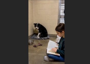 Every Tuesday, Sophie Read to the Shelter Dog Who Never Came Forward — Until One Afternoon