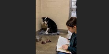 Every Tuesday, Sophie Read to the Shelter Dog Who Never Came Forward — Until One Afternoon