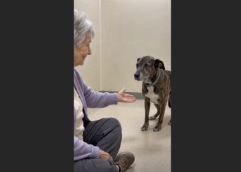 For 47 Days, Milo Wouldn’t Come to the Front of His Kennel — Then an 81-Year-Old Woman Stopped Calling His Name