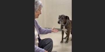 For 47 Days, Milo Wouldn’t Come to the Front of His Kennel — Then an 81-Year-Old Woman Stopped Calling His Name