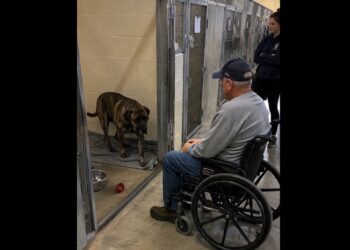 Tom Said He Would Never Get Another Dog — Then a Quiet Mastiff Walked Up to His Wheelchair