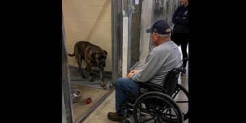 Tom Said He Would Never Get Another Dog — Then a Quiet Mastiff Walked Up to His Wheelchair