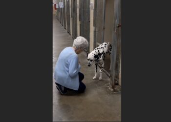 For Eight Months, Buddy Stayed at the Back of His Kennel — Then a Woman From His Past Walked In