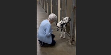 For Eight Months, Buddy Stayed at the Back of His Kennel — Then a Woman From His Past Walked In