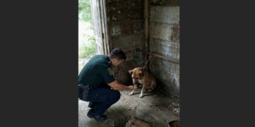 A Deputy Heard a Chain Scrape Inside an Abandoned Shack—Then He Found a Frightened Dog Tethered in the Dark