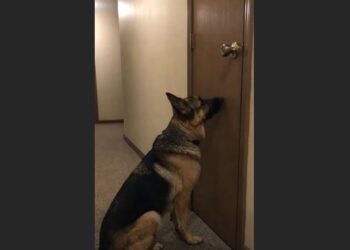 His Owner Moved Out and Left Him Crying in the Hallway — For Days, the German Shepherd Barely Ate