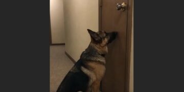 His Owner Moved Out and Left Him Crying in the Hallway — For Days, the German Shepherd Barely Ate