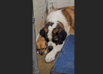 A Frightened Dog Wouldn’t Eat or Leave His Kennel Corner—Then a 13-Year-Old Saint Bernard Lay Down Beside Him