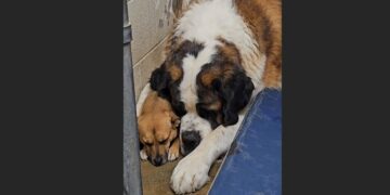 A Frightened Dog Wouldn’t Eat or Leave His Kennel Corner—Then a 13-Year-Old Saint Bernard Lay Down Beside Him