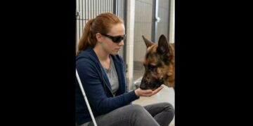 Everyone at the Shelter Backed Away From the Retired K9 — Then Ava Sat Down Outside His Kennel