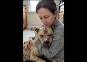 Rescuers Found Her Scarred Inside a Rusted Crate—Yet When a Hand Reached Toward Her, She Leaned Into It