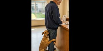 He Went to the Shelter “Just to Look”—Then a Quiet Dog Wrapped Both Front Legs Around Him and Wouldn’t Let Go