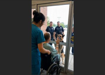 After Five Years on Patrol Together, a K-9 Watched His Partner Leave in an Ambulance—Then He Waited Beside the Patrol Car