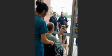 After Five Years on Patrol Together, a K-9 Watched His Partner Leave in an Ambulance—Then He Waited Beside the Patrol Car