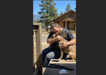 Eleven K-9 Puppies Were Chosen Before He Arrived—Five Years Later, the Runt Would Save His Life