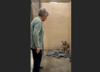 Margaret Said She Wasn’t Ready for Another Dog — Then Charlie Crossed the Kennel One Careful Step at a Time