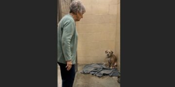 Margaret Said She Wasn’t Ready for Another Dog — Then Charlie Crossed the Kennel One Careful Step at a Time