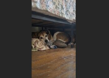 I Had the Shelter’s Number Open on My Phone — Then Mabel Dragged My Slipper Under the Spare Bed Again