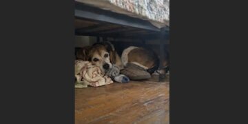 I Had the Shelter’s Number Open on My Phone — Then Mabel Dragged My Slipper Under the Spare Bed Again