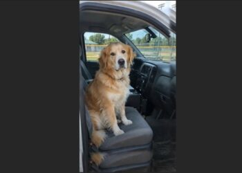 The Stray Golden Retriever Climbed Into the Animal Control Truck Before Claire Could Reach for Her Leash