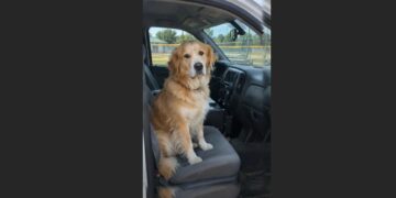 The Stray Golden Retriever Climbed Into the Animal Control Truck Before Claire Could Reach for Her Leash