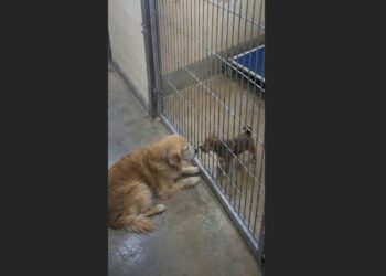 They Thought the Old Dog Was Refusing to Be Adopted — Then They Saw Who She Kept Going Back For