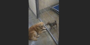 They Thought the Old Dog Was Refusing to Be Adopted — Then They Saw Who She Kept Going Back For