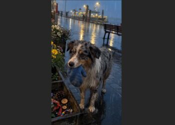 For Nine Nights, Skye Waited at the Ferry Terminal — On the Tenth, She Brought Me a Child’s Mitten