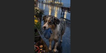 For Nine Nights, Skye Waited at the Ferry Terminal — On the Tenth, She Brought Me a Child’s Mitten
