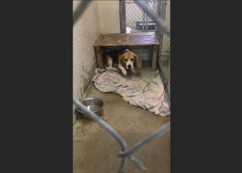 Rosie’s New Life Ended Before Her First Breakfast — Then Someone Finally Understood Why She Cried Behind Closed Doors