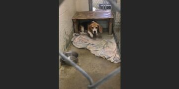 Rosie’s New Life Ended Before Her First Breakfast — Then Someone Finally Understood Why She Cried Behind Closed Doors