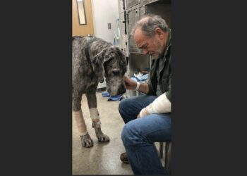 The Landlord Said the Great Dane Had Attacked His Tenant — Then the Injured Man Arrived at the Clinic