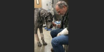 The Landlord Said the Great Dane Had Attacked His Tenant — Then the Injured Man Arrived at the Clinic