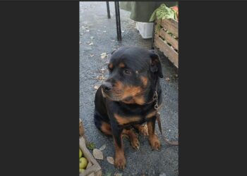 A Father Warned His Son to Stay Away From My Rottweiler—He Had No Idea the Scar on Her Face Came From Saving Someone’s Grandmother