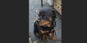 A Father Warned His Son to Stay Away From My Rottweiler—He Had No Idea the Scar on Her Face Came From Saving Someone’s Grandmother