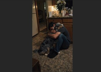 She Was Found Tied Inside an Abandoned Workshop—Months Later, the Frightened Australian Shepherd Was the One Who Came When Her Foster Mom Couldn’t Stop Crying
