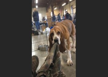 I Went to a Senior-Dog Adoption Event to Donate My Beagle’s Things—Then an Old Hound Dragged Her Tiny Blanket Over and Lay Beside Me
