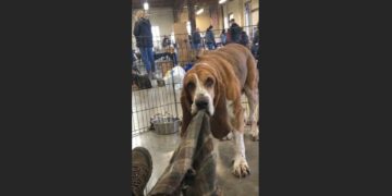 I Went to a Senior-Dog Adoption Event to Donate My Beagle’s Things—Then an Old Hound Dragged Her Tiny Blanket Over and Lay Beside Me