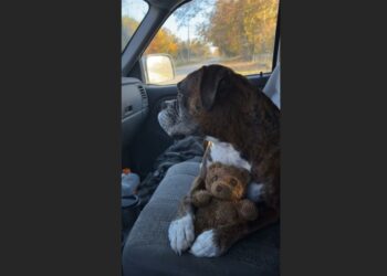 I Found a Frightened Boxer Under a Broken Ice Machine—Twelve Years Later, I Drove Home With His Passenger Seat Empty
