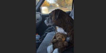 I Found a Frightened Boxer Under a Broken Ice Machine—Twelve Years Later, I Drove Home With His Passenger Seat Empty