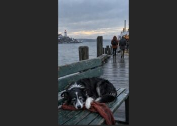 For Nine Years, Finn Met the Last Ferry With His Owner’s Red Scarf—Then One Evening, He Left It on the Empty Bench