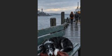 For Nine Years, Finn Met the Last Ferry With His Owner’s Red Scarf—Then One Evening, He Left It on the Empty Bench